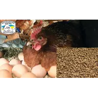 Курица несушка ПК 1–6 основной период от 19 недель